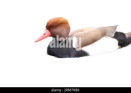 Un maschio rosso-crested Pochard (Netta rufina) in acqua Foto Stock