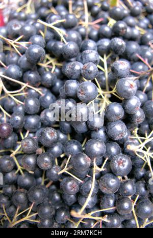 Aronia Foto Stock