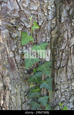 Edera (Hedera helix) Foto Stock