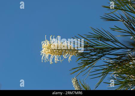 Guardando il fiore bianco e il fogliame della Grevillea australiana, la Grevillea bianca, lo sfondo blu del cielo invernale. Spazio fotocopie nel giardino del Queensland Foto Stock