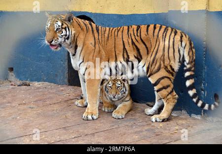 (140311) -- HOHHOT, 11 marzo 2014 (Xinhua) -- foto scattata l'11 marzo 2014 mostra un cucciolo di tigre giace dalla madre nel Daqingshan Safari Park a Hohhot, capitale della regione autonoma della Mongolia interna della Cina settentrionale. Tre cuccioli di tigre siberiana, una femmina e due maschi, sono stati autorizzati ad incontrare visitatori per la prima volta da quando sono nati nell'ottobre dello scorso anno. (Xinhua/Wang Zheng) (mp) CHINA-HOHHOT-SIBERIAN TIGER (CN) PUBLICATIONxNOTxINxCHN Hohhot 11 marzo 2014 XINHUA foto scattata L'11 marzo 2014 mostra un CUCCIOLO DI tigre giace dalla madre nel Safari Park di Hohhot capitale del Mongo interno della Cina settentrionale Foto Stock