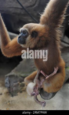 (140312) -- GIACARTA, 12 marzo 2014 (Xinhua) -- Una Gibbone borneo femmina tiene un bambino allo zoo Ragunan di Giacarta, Indonesia, 12 marzo 2014. Il principale organo ecclesiastico islamico indonesiano ha emesso una fatwa religiosa contro la caccia illegale e il commercio di animali in pericolo nel paese. (Xinhua/Zulkarnain)(zhf) INDONESIA-JAKARTA-WILDLIFE-BORNEAN GIBBON PUBLICATIONxNOTxINxCHN Jakarta 12 marzo 2014 XINHUA una femmina Bornean Gibbon Holds a Baby PRESSO lo zoo Ragunan di Giacarta Indonesia 12 marzo 2014 Il Top Islamic Clerical Body ha emesso una Fatwa religiosa contro la caccia illegale e tra Foto Stock