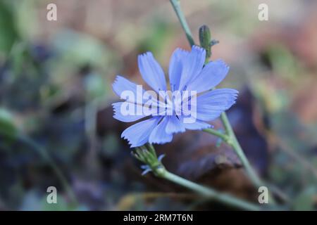 Fiore di cicoria comune (Cichorium intybus) Foto Stock