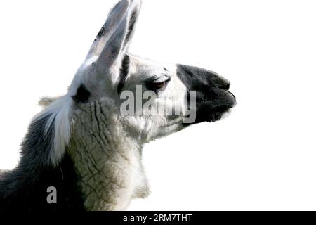 Un ritratto di un lama fidato (lama glama) Foto Stock