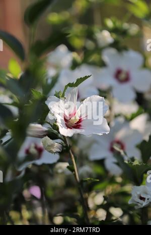 Hibiscus fiore in giardino Foto Stock