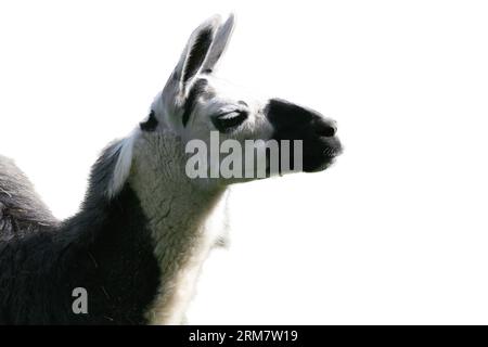 Un ritratto di un lama fidato (lama glama) Foto Stock