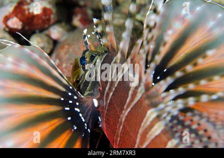 Zebra Lionfish, Dendrochirus zebra, con pinne pettorali estese, sito di immersione Sedam, Seraya, Karangasem, Bali, Indonesia Foto Stock