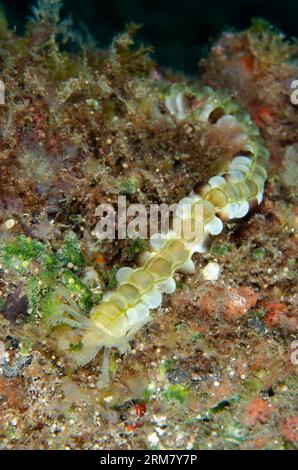 Alimentazione dei cetrioli marini di Lion's Paw, Euapta godeffroyi, sito di immersione Sedam, Seraya, Karangasem, Bali, Indonesia Foto Stock