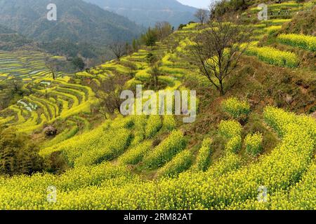 (140325) -- WUYUAN, 25 marzo 2014 (Xinhua) -- foto scattata il 25 marzo 2014 mostra lo scenario dei fiori di cole nel villaggio di Huangling nella contea di Wuyuan, nella provincia orientale dello Jiangxi della Cina. I campi di fiori di cole fanno di Wuyuan la reputazione del villaggio più bello della primavera. (Xinhua/Song Zhenping) (lfj) CHINA-JIANGXI-WUYUAN-COLE FLOWERS (CN) PUBLICATIONxNOTxINxCHN Wuyuan marzo 25 2014 XINHUA foto scattata IL 25 2014 marzo mostra il paesaggio di Cole Flowers nel villaggio di Huang Ling nella contea di Wuyuan nella provincia di Jiangxi della Cina orientale i campi di Cole fanno di Wuyuan la reputazione del Vil più bello Foto Stock