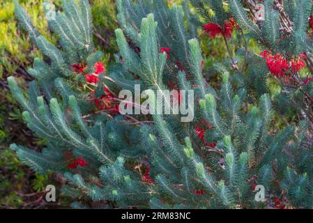 One Sided Bottlebrush o Common Net Bush (Calothamnus quadrifidus) è un arbusto nativo australiano presente naturalmente nel sud-ovest dell'Aust occidentale Foto Stock