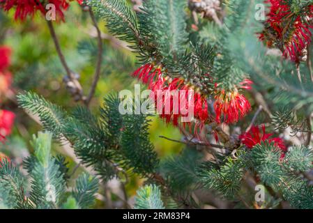 One Sided Bottlebrush o Common Net Bush (Calothamnus quadrifidus) è un arbusto nativo australiano presente naturalmente nel sud-ovest dell'Aust occidentale Foto Stock