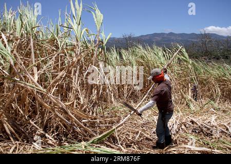 Un operaio raccoglie canna da zucchero in una piantagione del distretto di San Ramon, a 55 km da San Jose, capitale della Costa Rica, il 31 marzo 2014. L'industria dello zucchero è una delle industrie più importanti della Costa Rica, con oltre 48.000 ettari di canna da zucchero piantata. (Xinhua/Kent Gilbert)(ctt) COSTA RICA-SAN RAMON-INDUSTRY-SUGARCANE PUBLICATIONxNOTxINxCHN un lavoratore raccoglie canna da zucchero in una piantagione del distretto di San Ramon a 55 km da San Jose capitale del Costa Rica IL 31 2014 marzo l'industria dello zucchero È una delle industrie più IMPORTANTI del Costa Rica con oltre 48 000 ettari di canna da zucchero piantata XINHUA Kent Gilbert CTT Cos Foto Stock