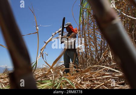 Un operaio raccoglie canna da zucchero in una piantagione del distretto di San Ramon, a 55 km da San Jose, capitale della Costa Rica, il 31 marzo 2014. L'industria dello zucchero è una delle industrie più importanti della Costa Rica, con oltre 48.000 ettari di canna da zucchero piantata. (Xinhua/Kent Gilbert)(ctt) COSTA RICA-SAN RAMON-INDUSTRY-SUGARCANE PUBLICATIONxNOTxINxCHN un lavoratore raccoglie canna da zucchero in una piantagione del distretto di San Ramon a 55 km da San Jose capitale del Costa Rica IL 31 2014 marzo l'industria dello zucchero È una delle industrie più IMPORTANTI del Costa Rica con oltre 48 000 ettari di canna da zucchero piantata XINHUA Kent Gilbert CTT Cos Foto Stock