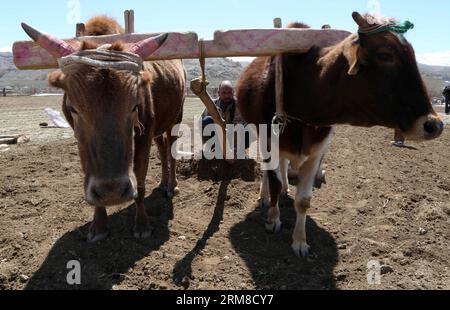 (140409) -- BAMYAN, 9 aprile 2014 (Xinhua) -- un agricoltore afghano ara un campo di patate con mucche nella provincia di Bamyan, Afghanistan, il 9 aprile 2014. (Xinhua/Kamran) AFGHANISTAN-BAMYAN-AGRICULTURE PUBLICATIONxNOTxINxCHN Bamyan 9 aprile 2014 XINHUA ad afghano coltivatore arare un campo di patate con mucche nella provincia di Bamyan Afghanistan IL 9 aprile 2014 XINHUA Kamran Afghanistan Bamyan Agriculture PUBLICATIONxNOTxINxCHN Foto Stock