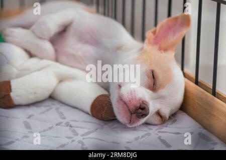 Carino cucciolo Chihuahua che dorme bene con la bambola in casa Foto Stock
