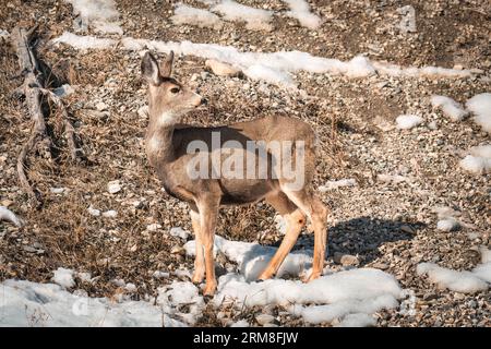 La giovane femmina di cervo bruno pascolano sulle colline e presta attenzione nella natura selvaggia Foto Stock
