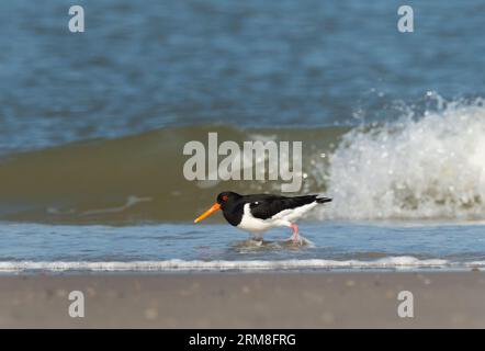 Wangerooge, Germania. 14 aprile 2023. 14.04.2023, Wangerooge. Un oystercatcher (Haematopus ostralegus) cammina lungo la spiaggia dell'isola orientale frisone di Wangerooge presso lo spuelsaum del Mare del Nord. Credito: Wolfram Steinberg/dpa credito: Wolfram Steinberg/dpa/Alamy Live News Foto Stock