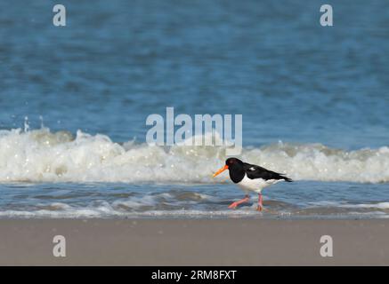 Wangerooge, Germania. 14 aprile 2023. 14.04.2023, Wangerooge. Un oystercatcher (Haematopus ostralegus) cammina lungo la spiaggia dell'isola orientale frisone di Wangerooge presso lo spuelsaum del Mare del Nord. Credito: Wolfram Steinberg/dpa credito: Wolfram Steinberg/dpa/Alamy Live News Foto Stock