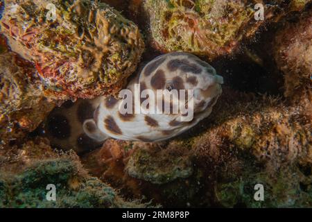 Tiger Snake Anguilla nel Mar Rosso colorato e bello, Eilat Israel Foto Stock