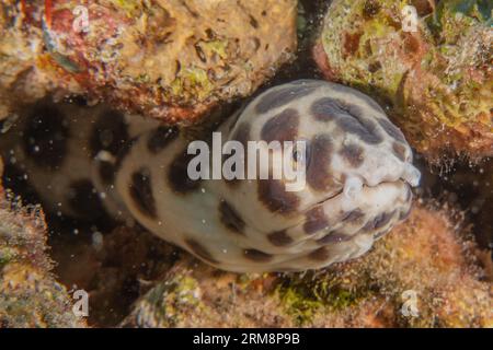 Tiger Snake Anguilla nel Mar Rosso colorato e bello, Eilat Israel Foto Stock