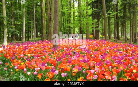 (140427) -- LUBIANA, 26 aprile 2014 (Xinhua) -- la foto scattata il 26 aprile 2014 mostra tulipani nel Volcji Potok Arboretum, un giardino botanico vicino a Kamnik, in Slovenia. (Xinhua/Zhao Yi) (dzl) SLOVENIA-VOLCJI POTOK ARBORETUM-TULIP PUBLICATIONxNOTxINxCHN Ljubljana aprile 26 2014 XINHUA la foto scattata IL 26 2014 aprile mostra i TULIPANI nel Potok Arboretum a Botanical Garden vicino a Kamnik in Slovenia XINHUA Zhao Yi dzl Slovenia Potok Arboretum Tulip PUBLINTIXINTIONTIINTIN Foto Stock