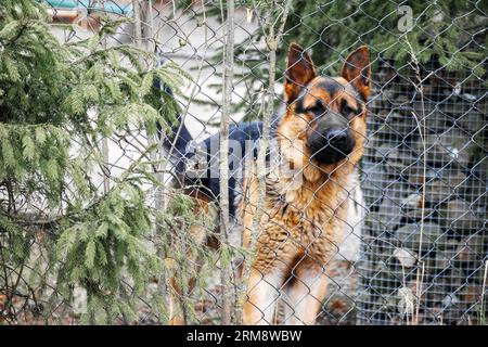 German Shepherd sta dietro una recinzione metallica Foto Stock