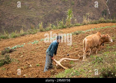 MÃ Pí Lèng, Vietnam - 28 gennaio 2020: Terreno coltivato coltivato con bue su un ripido terreno collinare in un terreno spietato nel remoto Vietnam settentrionale Foto Stock