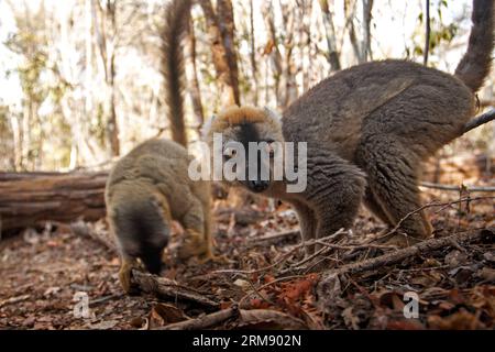 Lemure rosso nel parco nazionale del Madagascar. I lemuri si nutrono per terra. Animale tipico dell'isola del madagascar. Foto Stock