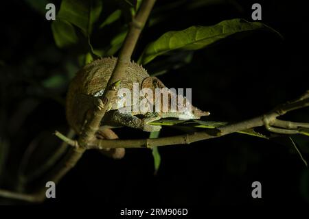 Calumma crypticum sul ramo del parco nazionale del Madagascar. Il camaleonte criptico riposa nella foresta durante la notte. Animali che possono cambiare il colore Foto Stock