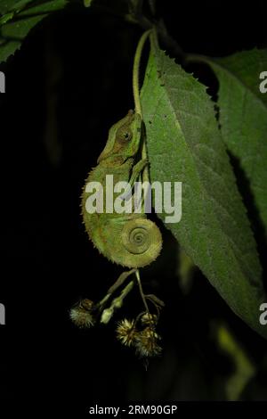 Calumma crypticum sul ramo del parco nazionale del Madagascar. Il camaleonte criptico riposa nella foresta durante la notte. Animali che possono cambiare il colore Foto Stock