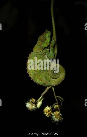 Calumma crypticum sul ramo del parco nazionale del Madagascar. Il camaleonte criptico riposa nella foresta durante la notte. Animali che possono cambiare il colore Foto Stock