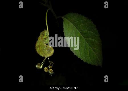 Calumma crypticum sul ramo del parco nazionale del Madagascar. Il camaleonte criptico riposa nella foresta durante la notte. Animali che possono cambiare il colore Foto Stock