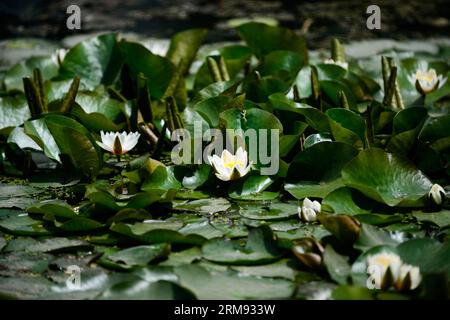 (140505) -- XI AN, 5 maggio 2014 (Xinhua) -- foto scattata il 5 maggio 2014 mostra fiori di loto in fiore nel Parco Lianhu a Xi An, capitale della provincia dello Shaanxi della Cina nordoccidentale. Lunedì è l'inizio dell'estate, il settimo termine solare nel calendario lunare cinese, che indica l'arrivo dell'estate. (Xinhua/Liu Xiao) (mp) CHINA-SHAANXI-XI AN-LOTUS FLOWER (CN) PUBLICATIONxNOTxINxCHN Xi al 5 maggio 2014 XINHUA foto scattata IL 5 maggio 2014 mostra Fiori di loto in fiore nel Parco Lianhu a Xi nella capitale della provincia di Shaanxi della Cina nord-occidentale il lunedì È l'INIZIO dell'estate il settimo termine solare in cinese Foto Stock