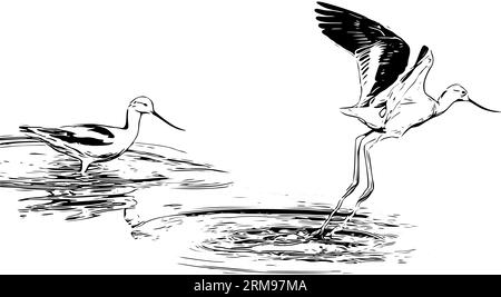 Schizzo realistico di un paio di avocetti americani che giocano in acqua Illustrazione Vettoriale