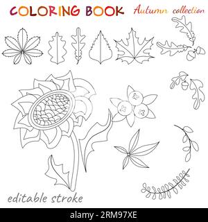 Collezione autunnale. Foglie, ghiande, bacche e girasole. Modello di colorazione rilassante. Illustrazione vettoriale modificabile. Illustrazione Vettoriale