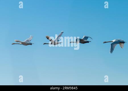 Schwan fliegt mit breiten Flügeln der Sonne entgegen Foto Stock