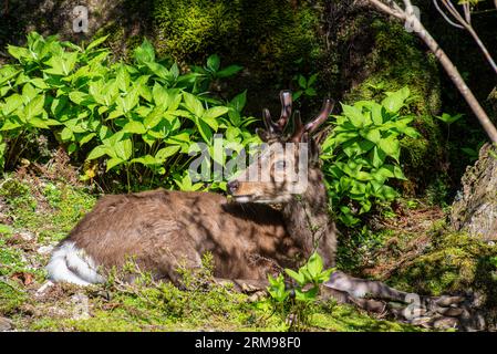 Cervo Yaku sika, giovane cervo con palchi di velluto, isola di Kakushima, Giappone Foto Stock