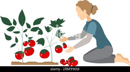 Raccolto vegetale. La gente sta raccogliendo. Una donna raccoglie pomodori rossi, è impegnata in agricoltura. Giardinaggio e cura delle piante. Vettore di stile piatto. Illustrazione Vettoriale