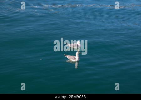 Due gabbiani che nuotano tranquillamente su un corpo d'acqua calmo e selvaggio Foto Stock