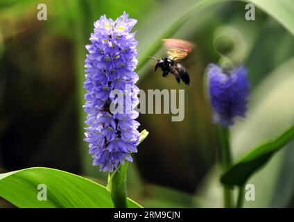 Un'ape raccoglie polline da un fiore al Taipei Botanical Garden di Taipei, nel sud-est della Cina a Taiwan, 18 maggio 2014. (Xinhua/Wu Ching-teng) (ry) CHINA-TAIPEI-FLOWERS (CN) PUBLICATIONxNOTxINxCHN a Bee Collect Pollen from a Flower AT the Taipei Botanical Garden in Taipei South East China S TAIWAN 18 maggio 2014 XINHUA Wu Ching Teng Ry China Taipei Flowers CN PUBLICATIONxNOTxINxCHN Foto Stock