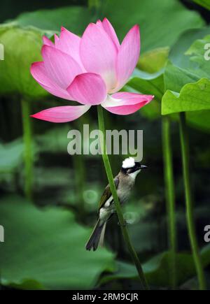 Un uccello poggia su un fiore di loto presso il Taipei Botanical Garden di Taipei, a sud-est della Cina, a Taiwan, il 18 maggio 2014. (Xinhua/Wu Ching-teng) (ry) CHINA-TAIPEI-FLOWERS (CN) PUBLICATIONxNOTxINxCHN un uccello poggia SU un Fiore di loto PRESSO il giardino botanico di Taipei a Taipei nella Cina sudorientale Di TAIWAN 18 maggio 2014 XINHUA Wu Ching Teng Ry China Taipei Flowers CN PUBLICATIONxNOTxINxCHN Foto Stock