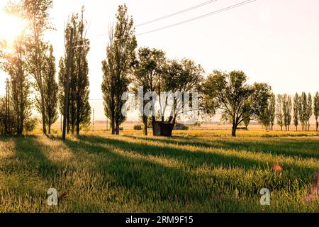 Ombre create dal tramonto. Picchi di grano, un campo di grano in un giorno d'estate. Stagione del raccolto. Foto Stock