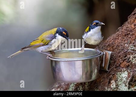 Due mielatri dalla nanna bianca, Melithreptus lunatus, appollaiati sul recipiente per la pappa a Victoria, Australia. Un uccello passerino verde oliva endemico della Pasqua Foto Stock