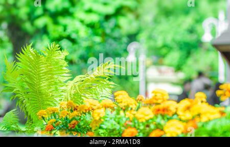 Fiori rossi e gialli di calendula. Calendule francesi nel parco su un morbido sfondo sfocato Foto Stock