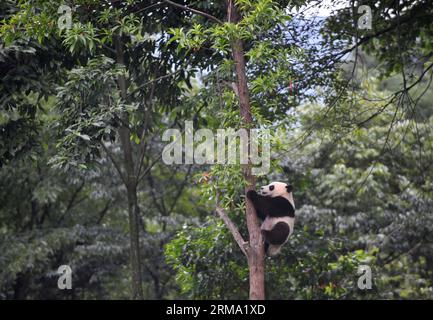 YA AN, 10 giugno 2014 (Xinhua) -- Un cucciolo di panda gigante sale un albero presso la Bifengxia base del Centro di protezione e ricerca dei Panda giganti della Cina a Ya An City, nella provincia del Sichuan della Cina sud-occidentale, 10 giugno 2014. Un asilo speciale è stato allestito alla base per i cuccioli di panda giganti, e ora sei cuccioli nati l'anno scorso vivevano qui. (Xinhua/Xue Yubin) (ry) CHINA-SICHUAN-YA AN-GIANT PANDA CUBS (CN) PUBLICATIONxNOTxINxCHN Ya to June 10 2014 XINHUA a Giant Panda CUB Climb a Tree AT the Bifengxia base of China Giant Panda Protection and Research Center in Ya City Southwest China S Sichuan Province June 10 2014 Foto Stock