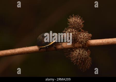 Una tartaruga che riposa su una pianta essiccata. Hotea sp. Foto Stock