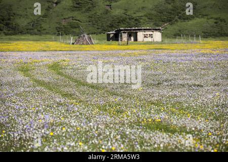 (140619) -- HONGYUAN, 19 giugno 2014 (Xinhua) -- i fiori sono in fiore sul pascolo di Emutang nella Township Rangkou della contea di Hongyuan, nella provincia del Sichuan della Cina sud-occidentale, 19 giugno 2014. (Xinhua/Jiang Hongjing) (lfj) CHINA-SICHUAN-HONGYUAN-FLOWERY PASTURE (CN) PUBLICATIONxNOTxINxCHN Hongyuan 19 giugno 2014 i fiori di XINHUA sono in fiore SUL pascolo nella contea di Hongyuan nella provincia di Sichuan 19 giugno 2014 XINHUA Jiang Hongjing Cina Sichuan Cina Sichuan Cina Sichuan Pichuan INHUA Cina Sichuan INHUA Cina Sichuan Pichuan Foto Stock