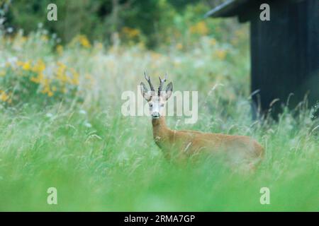 Capriolo europeo (Capreolus capreolus) in un ambiente rustico vicino alla vecchia baracca dietro il villaggio Foto Stock