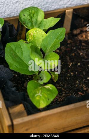 Foglie di melanzana in scatola di legno sul balcone Foto Stock