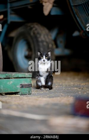 Gatto bianco e nero in un fienile che sembra annoiato e seduto con la polvere sulla sua pelliccia Foto Stock